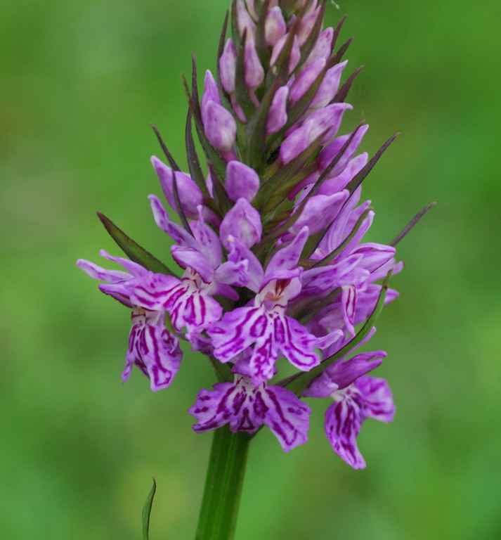 Dactylorhiza da determinare